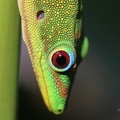Goldstaub-Taggecko (Phelsuma laticauda)